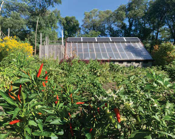 Red and green chili peppers growing in a garden bed with a solar-powered greenhouse in the background at Garfield Community Farm.