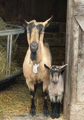 An adult dairy goat standing next to a small young kid at the wooden doorway of a barn stall.
