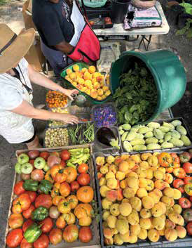 An overhead view of a weekly outdoor farm stand showcasing colorful crates of tomatoes, peppers, peaches, and fresh greens.