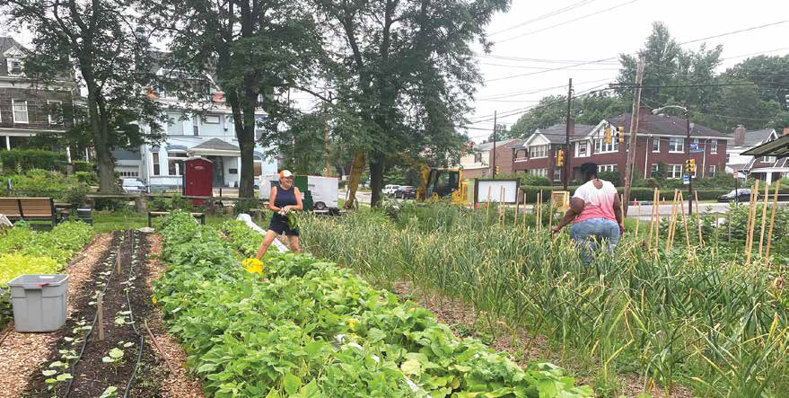 Volunteers harvesting crops in a vibrant urban farm plot at Shiloh Farm with neighborhood houses in the background.