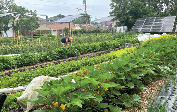A lush, thriving urban agriculture lot with long rows of garden crops and solar panels installed in the background.