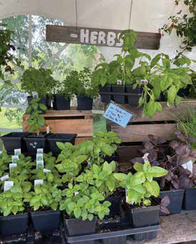 Potted fresh herb plants, including green basil, arranged on wooden tables under a market tent with a rustic herbs sign.