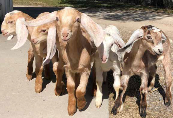 A group of five young brown and white goat kids with long floppy ears walking together on a sunny farm pathway.