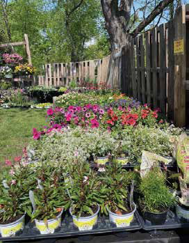 A colorful variety of potted spring flowers and garden plants arranged along a wooden fence at an outdoor nursery.