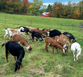 A herd of mixed-breed dairy goats grazing freely on a lush green pasture with a red barn in the background.