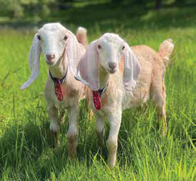 Two young white goat kids with red identification tags around their necks standing in tall green grass.