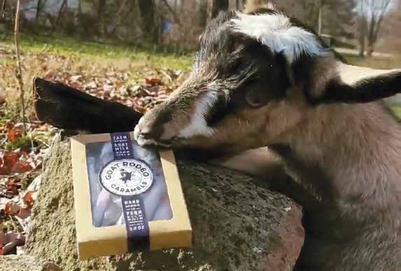 A close-up of a young goat inspecting a package of Goat Rodeo caramels resting on a rock outdoors.