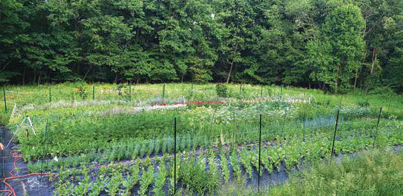 Wide aerial view of organized rows of seasonal flowers growing in a sustainable outdoor plot at Eleven Mile Farm, bordered by thick green woods.