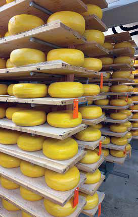 Rows of large, round yellow cheese wheels aging on wooden shelves inside the Goat Rodeo cheese cave.