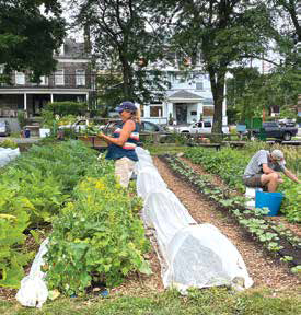 Two community volunteers tending to organized rows of fresh leafy vegetables protected by row covers at Shiloh Farm.