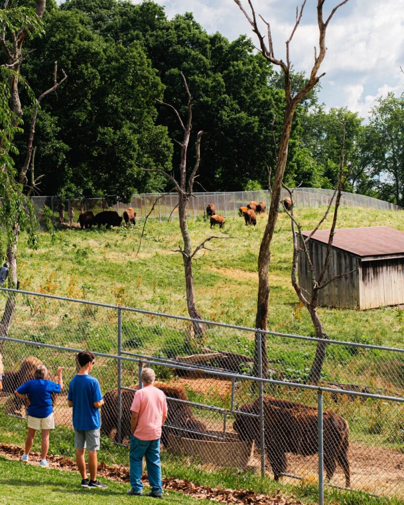 Three people watch a herd of bison in a fenced in area.