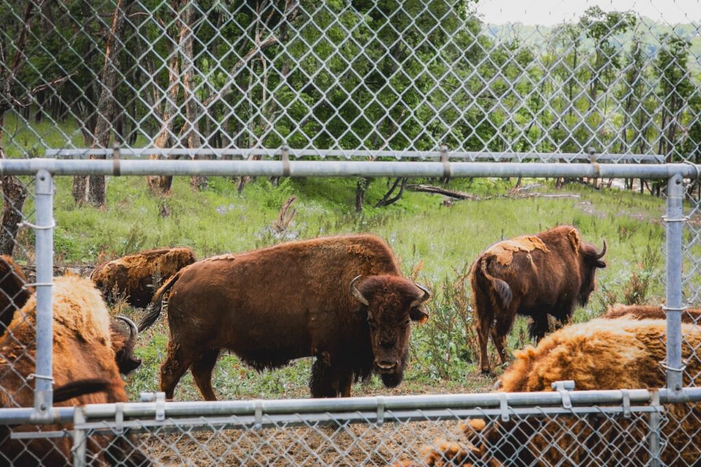 A herd of bison stand in the grass on the other side of a fence.